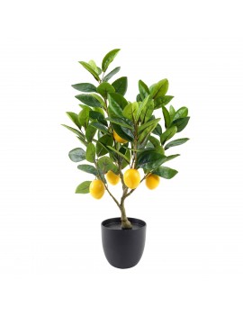 CITRONIER Décoration...